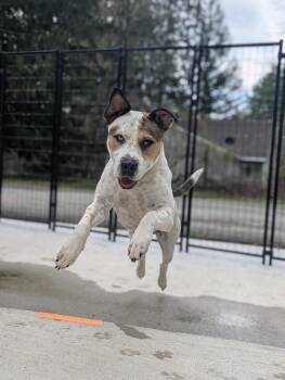 Pit Bull Terrier and Husky Dogs Available for Adoption in Leverett, Massachusetts - Omega (LOCATED AT BTDR HQ) | PetCurious