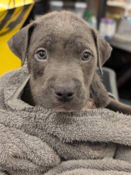 Kit Kat -  Terrier and American Staffordshire Terrier Dog for Adoption in Holly Springs, North Carolina - Kit Kat | PetCurious