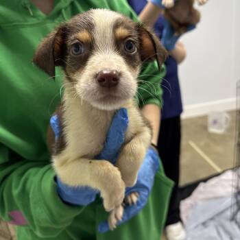 Mixed Breed Dogs Available for Adoption - Conway | PetCurious