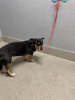 ASH -  Chihuahua Dog for Adoption in Las Vegas, Nevada - ASH | PetCurious