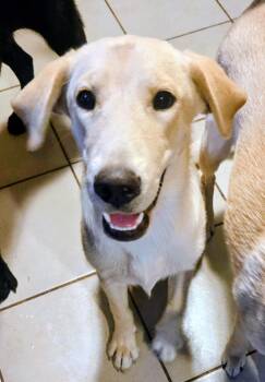 Blondie -  Labrador Retriever Dog for Adoption in Bella Vista, Arkansas - Blondie | PetCurious