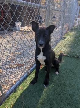 Rescue Mixed Breed Dogs for Adoption in Louisburg, North Carolina - Ziggy | PetCurious