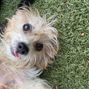 Rockette -  Yorkshire Terrier Dog for Adoption in Charlottesville, Virginia - Rockette | PetCurious