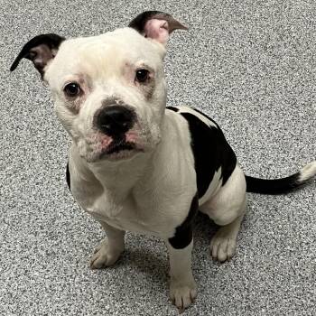 American Staffordshire Terrier Dogs Available for Adoption in Grand Rapids, Michigan - Cowpoke | PetCurious