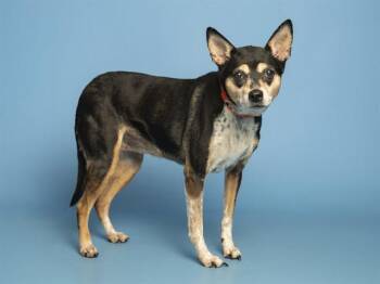 RUBY -  Fox Terrier and Mixed Breed Dog for Adoption in Phoenix, Arizona - RUBY | PetCurious