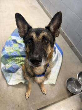 Rescue German Shepherd Dog Dogs for Adoption in Monon, Indiana - Ranger | PetCurious