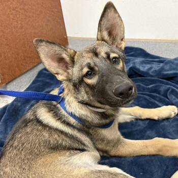 Rescue German Shepherd Dog and Mixed Breed Dogs for Adoption in Rancho Cucamonga, California - MIA | PetCurious
