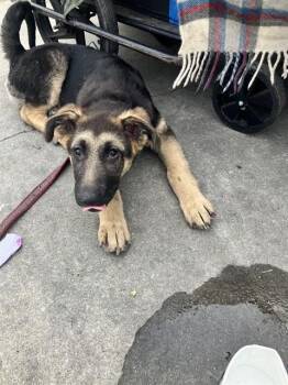 HILLIOAS -  German Shepherd Dog Dog for Adoption in Stockton, California - HILLIOAS | PetCurious