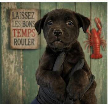 Hound and Mixed Breed Dogs Available for Adoption in West Memphis, Arkansas - Crawfish Pie | PetCurious