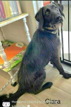 Ciara -  Labradoodle Dog for Adoption in Aurora, Indiana - Ciara | PetCurious