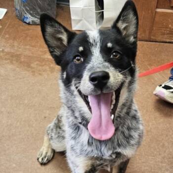 795 (2026) Pinta -  Australian Cattle Dog Blue Heeler and Mixed Breed Dog for Adoption in Parker, Colorado - 795 (2026) Pinta | PetCurious