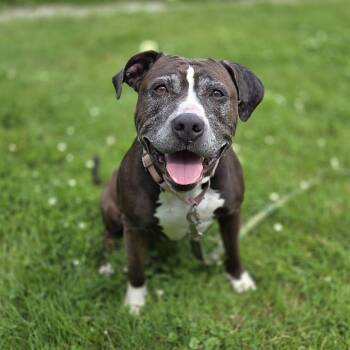 June -  Pit Bull Terrier Dog for Adoption in Pittsford, Vermont - June | PetCurious