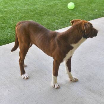 Weaver -  Chocolate Labrador Retriever and Border Collie Dog for Adoption in Ottawa, Kansas - Weaver | PetCurious