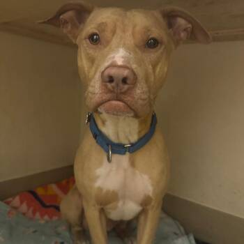 Bunny -  Mixed Breed Dog for Adoption in Lake Panasoffkee, Florida - Bunny | PetCurious