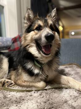 Mixed Breed Dogs Available for Adoption in Bowdoin, Maine - Ebeneezer Aka Ebby | PetCurious