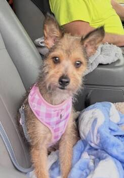 Yorkshire Terrier and Border Terrier Dogs Available for Adoption in Washington, District Of Columbia - Mimi | PetCurious