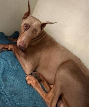 Doberman Pinscher Dogs Available for Adoption in Camarillo, California - ENGELBERT HUMPERDINCK | PetCurious