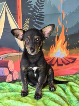 Shrek -  Chorkie Dog for Adoption in Tylertown, Mississippi - Shrek | PetCurious