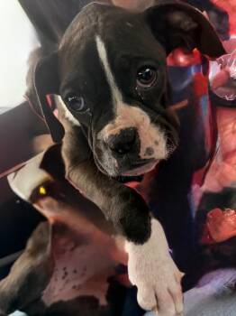 Boxer Dogs Available for Adoption - Cleo | PetCurious