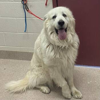 Great Pyrenees Dogs Available for Adoption - Snowball | PetCurious