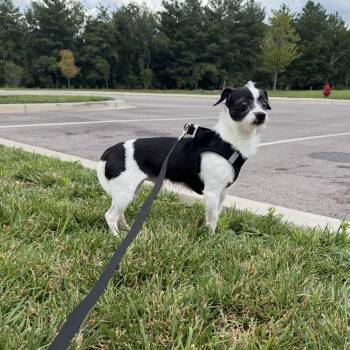Eddy-COMING SOON -  Terrier Dog for Adoption in Nashville, Tennessee - Eddy-COMING SOON | PetCurious