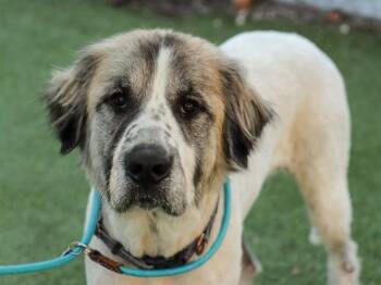 Great Pyrenees Dogs Available for Adoption - YETI | PetCurious