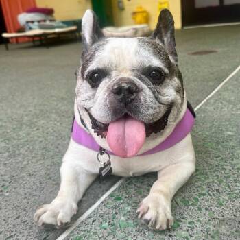 Billboard 14447 -  French Bulldog Dog for Adoption in San Francisco, California - Billboard 14447 | PetCurious