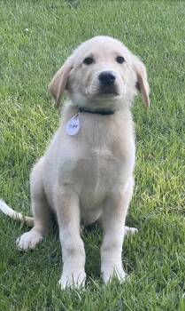 Fisher Lonestar -  Great Pyrenees Dog for Adoption in Rockaway, New Jersey - Fisher Lonestar | PetCurious