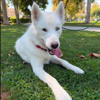 Jett -  Husky Dog for Adoption in New York, New York - Jett | PetCurious
