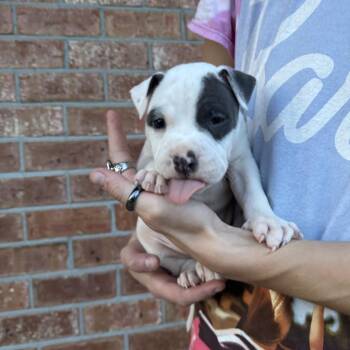 Moose -  Boxer and Mixed Breed Dog for Adoption in North Charleston, South Carolina - Moose | PetCurious