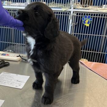 Lucky Day -  Mixed Breed Dog for Adoption in Las Cruces, New Mexico - Lucky Day | PetCurious