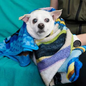 Terrier and Chihuahua Dogs Available for Adoption in Richmond, California - CLEMENTINE | PetCurious