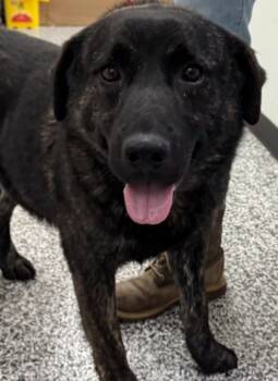 Rescue Kai Dog and Mixed Breed Dogs for Adoption in Vincennes, Indiana - Whiskey | PetCurious