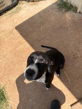 Honey -  Mixed Breed Dog for Adoption in Bossier City, Louisiana - Honey | PetCurious