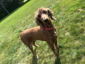 Sheldon -  Poodle Dog for Adoption in Union Grove, Wisconsin - Sheldon | PetCurious