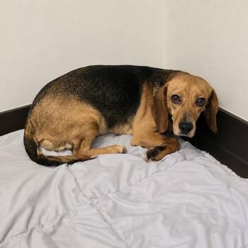 Jillian -  Beagle Dog for Adoption in Wappingers Falls, New York - Jillian | PetCurious