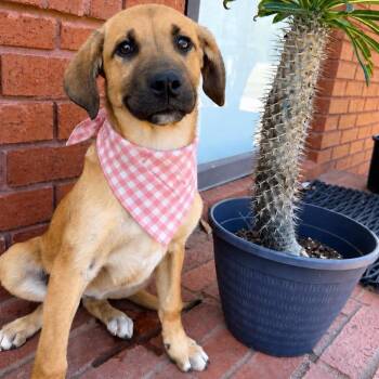 Cheddar -  Labrador Retriever Dog for Adoption in Zimmerman, Minnesota - Cheddar | PetCurious