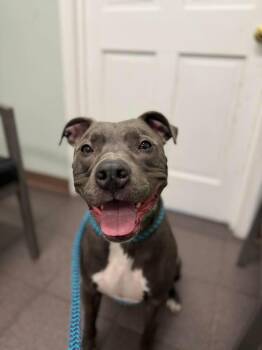 Bear -  Pit Bull Terrier Dog for Adoption in Dillsburg, Pennsylvania - Bear | PetCurious