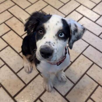 Lola -  Mixed Breed Dog for Adoption in Madison, Wisconsin - Lola | PetCurious