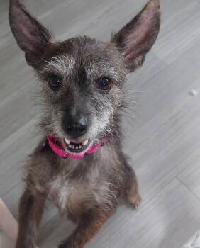 Lulu -  Yorkshire Terrier and Terrier Dog for Adoption in Ellicott City, Maryland - Lulu | PetCurious