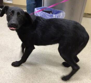 Rescue Labrador Retriever Dogs for Adoption in Riverside, California - GUACAMOLE | PetCurious