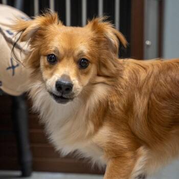 Brownie -  Shih Tzu and Rat Terrier Dog for Adoption in Pawling, New York - Brownie | PetCurious