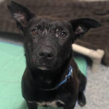 Diamond -  German Shepherd Dog and Mixed Breed Dog for Adoption in Prairie Du Chien, Wisconsin - Diamond | PetCurious