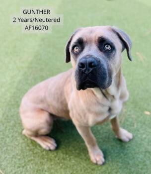Gunther -  Mastiff Dog for Adoption - Gunther | PetCurious