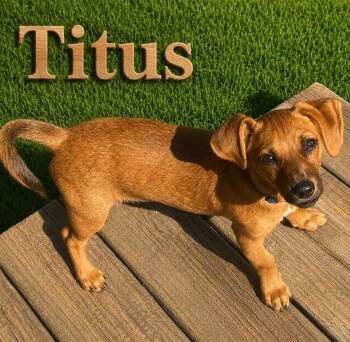 Titus -  Chihuahua and Dachshund Dog for Adoption in Coldwater, Michigan - Titus | PetCurious