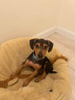 Oliver -  Hound and Labrador Retriever Dog for Adoption in Carmel Hamlet, New York - Oliver | PetCurious