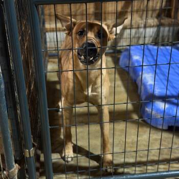 Sarg. Perkins -  Shepherd and Mixed Breed Dog for Adoption in Fort Smith, Arkansas - Sarg. Perkins | PetCurious