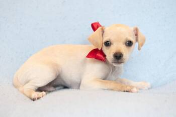 Jiggle: Custard -  Chihuahua Dog for Adoption in Palo Alto, California - Jiggle: Custard | PetCurious