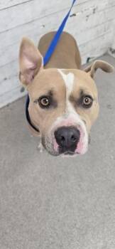 PEAR -  Pit Bull Terrier Dog for Adoption in San Bernardino, California - PEAR | PetCurious