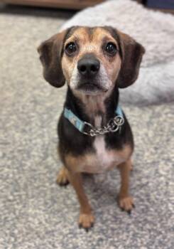 Arlo -  Beagle and Mixed Breed Dog for Adoption in Bemidji, Minnesota - Arlo | PetCurious
